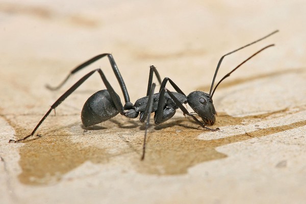 Have your yard sprayed for capenter ants