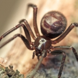 Spider