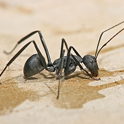 Ant