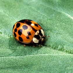 Asian Beetle