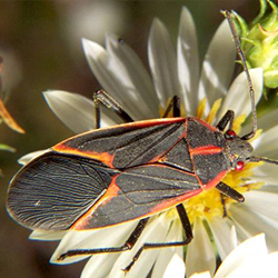 Box Elder Bug