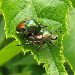 Japanese Beetles