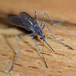 Mosquito control for your yard