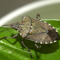 Stink Bug