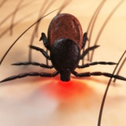 Deer Tick Bite