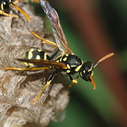 Wasp