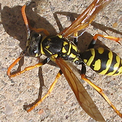Yellow Jacket