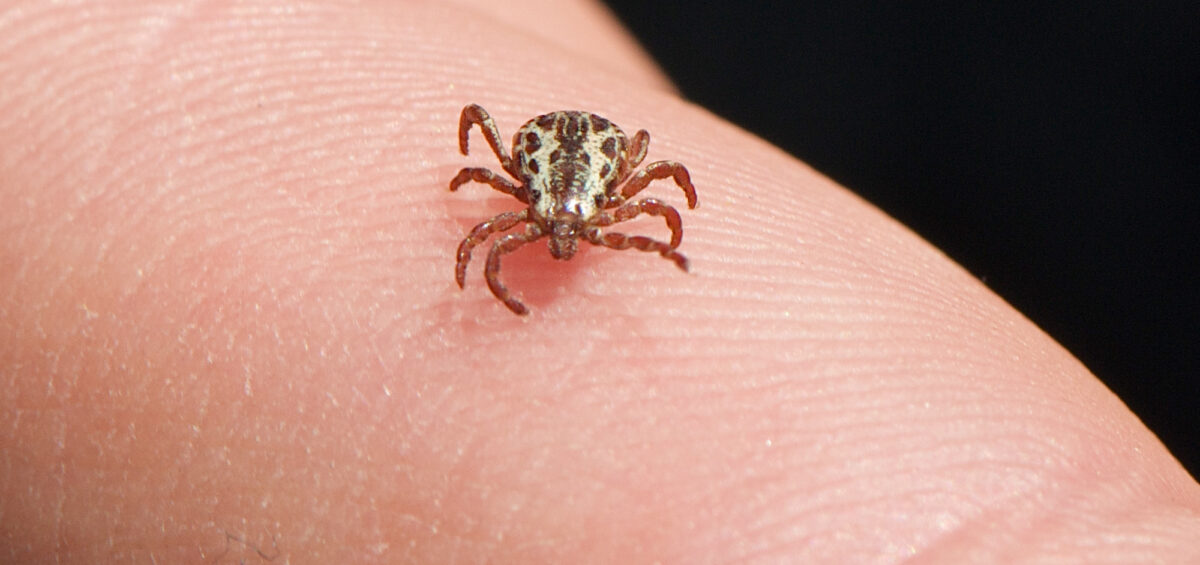 Tick Control for Yard